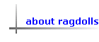 about ragdolls